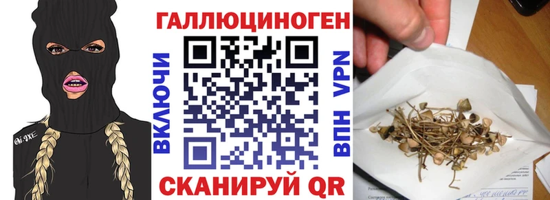 Галлюциногенные грибы Psilocybe  Купить где  Гатчина 